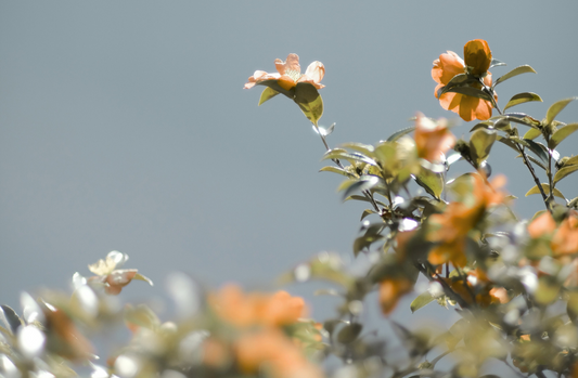 Astrology in Flowers: Gemini