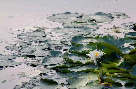 Astrology in Flowers: Pisces