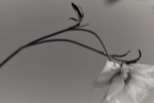 Episode 01: Collect the Nectar