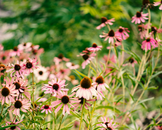 Astrology in Flowers: Leo
