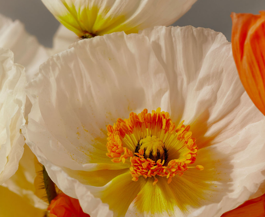 Astrology in Flowers: Aries