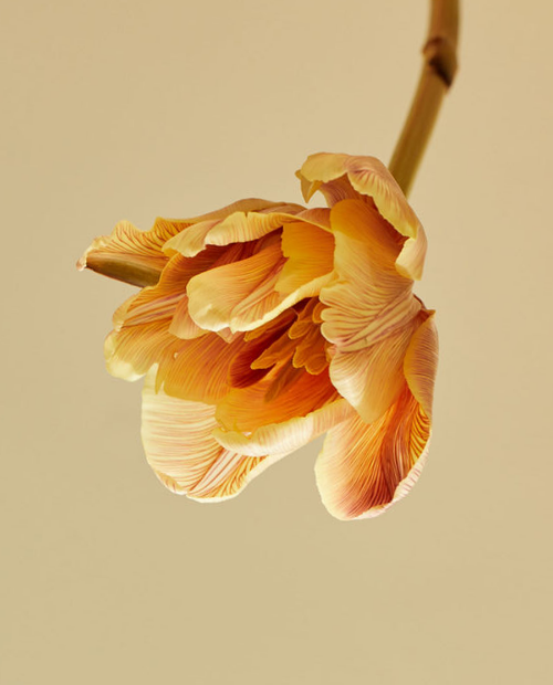 Creative Wellbeing Retreat Day: Renew Your Creative Spark