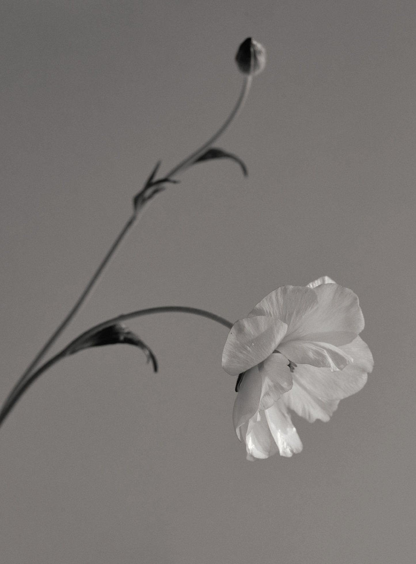 Begin Here: Foundations in Floral Design Course Bundle