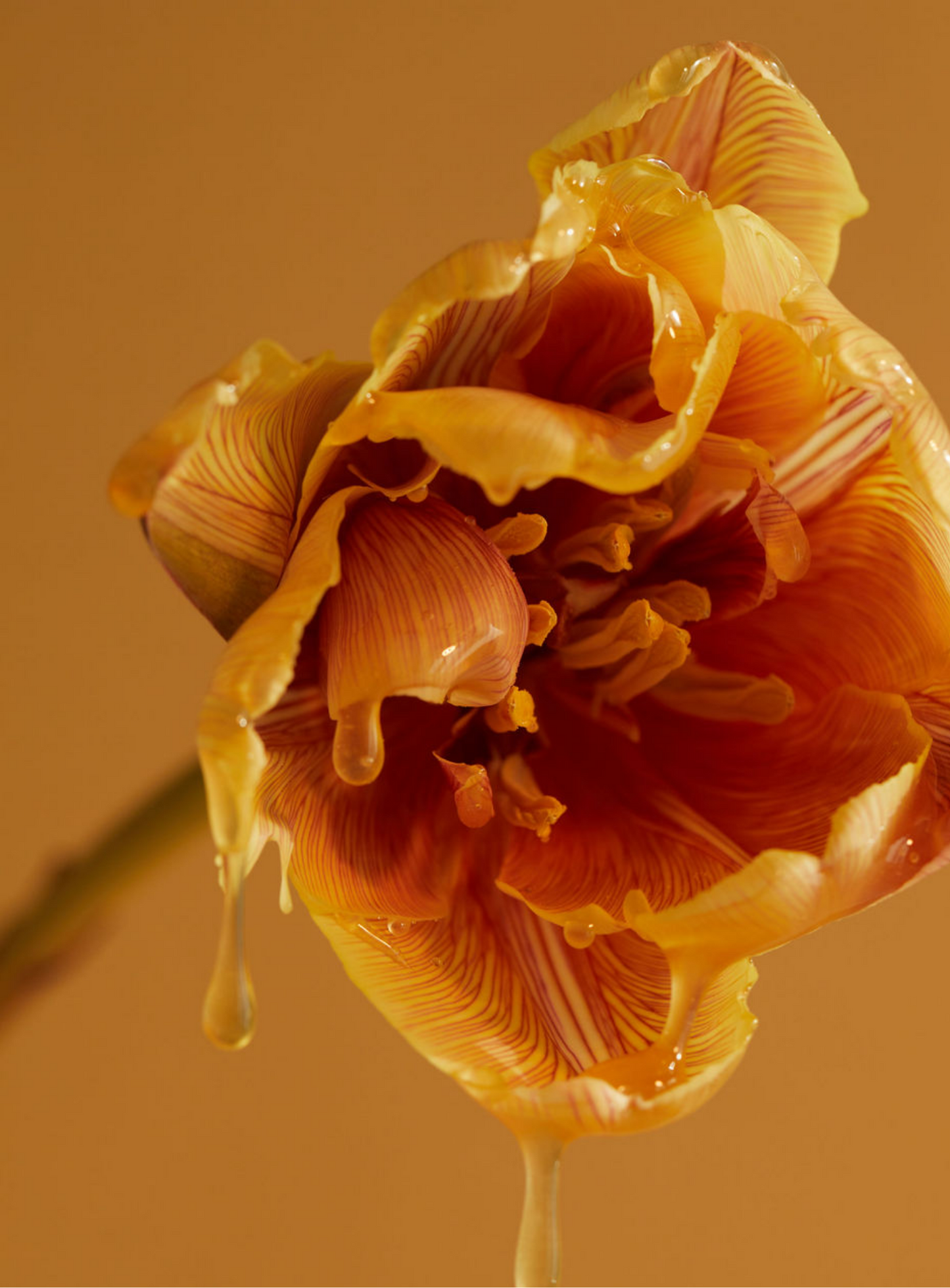 All-Access Poetry of Flowers Membership