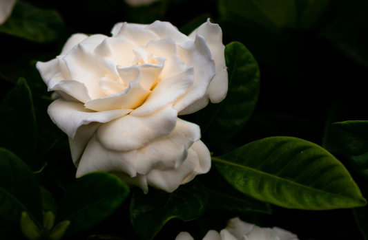 a lush gardenia bloom with creamy petals and dark green leaves blooms out of the darkness