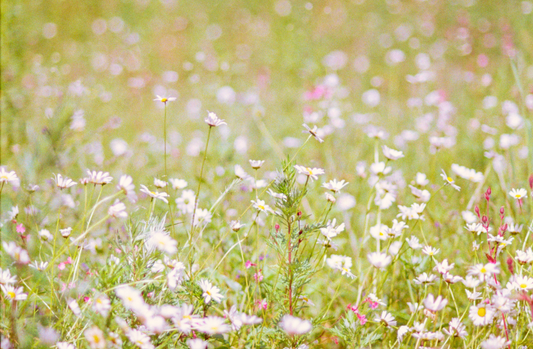 Astrology in Flowers: Taurus