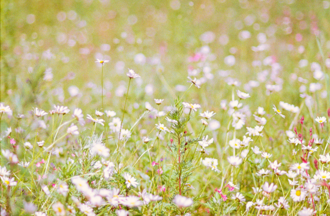 Astrology in Flowers: Taurus