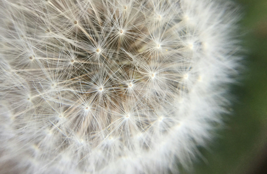 Nectar & Bloom Gift Guide