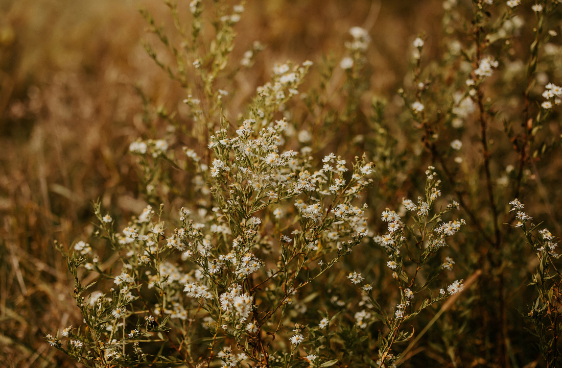 Astrology in Flowers: Sagittarius