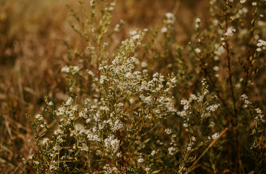 Astrology in Flowers: Sagittarius