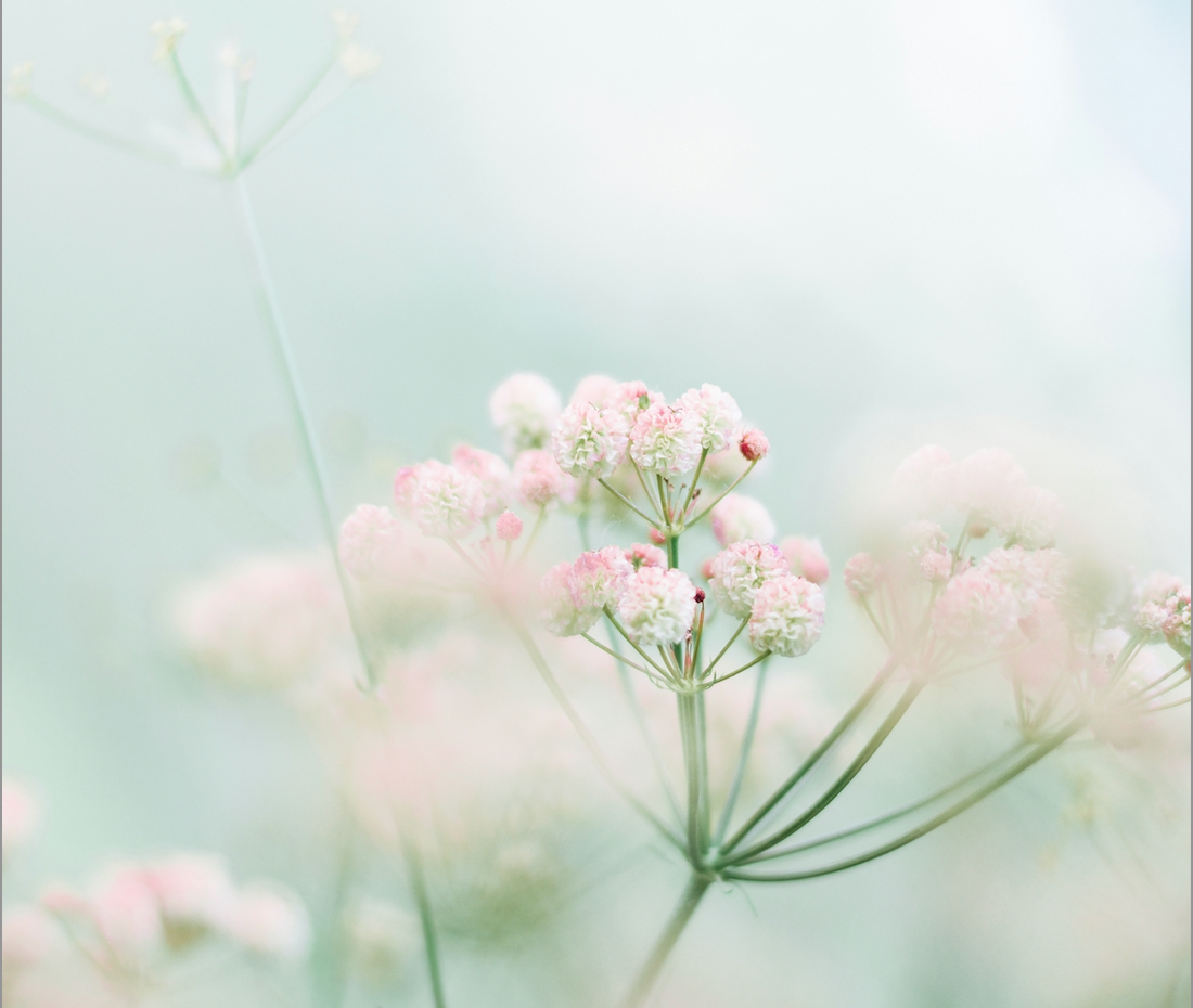 Floral Poetry: To Creative Beginnings