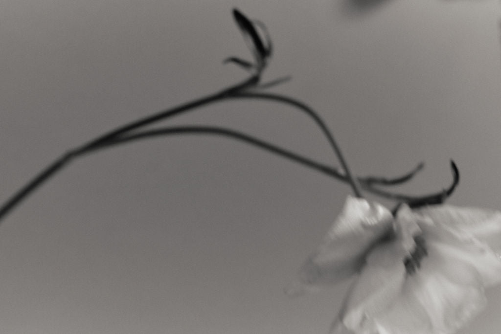 The Poetry of Flowers Blueprint — A Video Look into the Syllabus